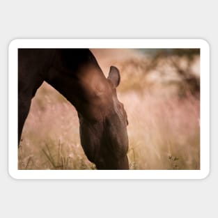 Romantic horse mood on the pasture Sticker